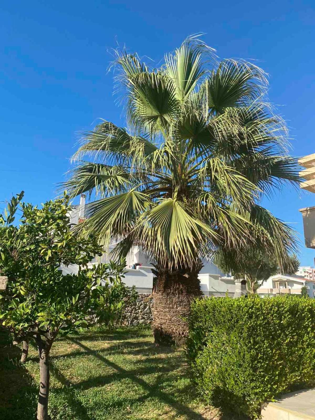 Ceka Apartments Ulcinj Zewnętrze zdjęcie